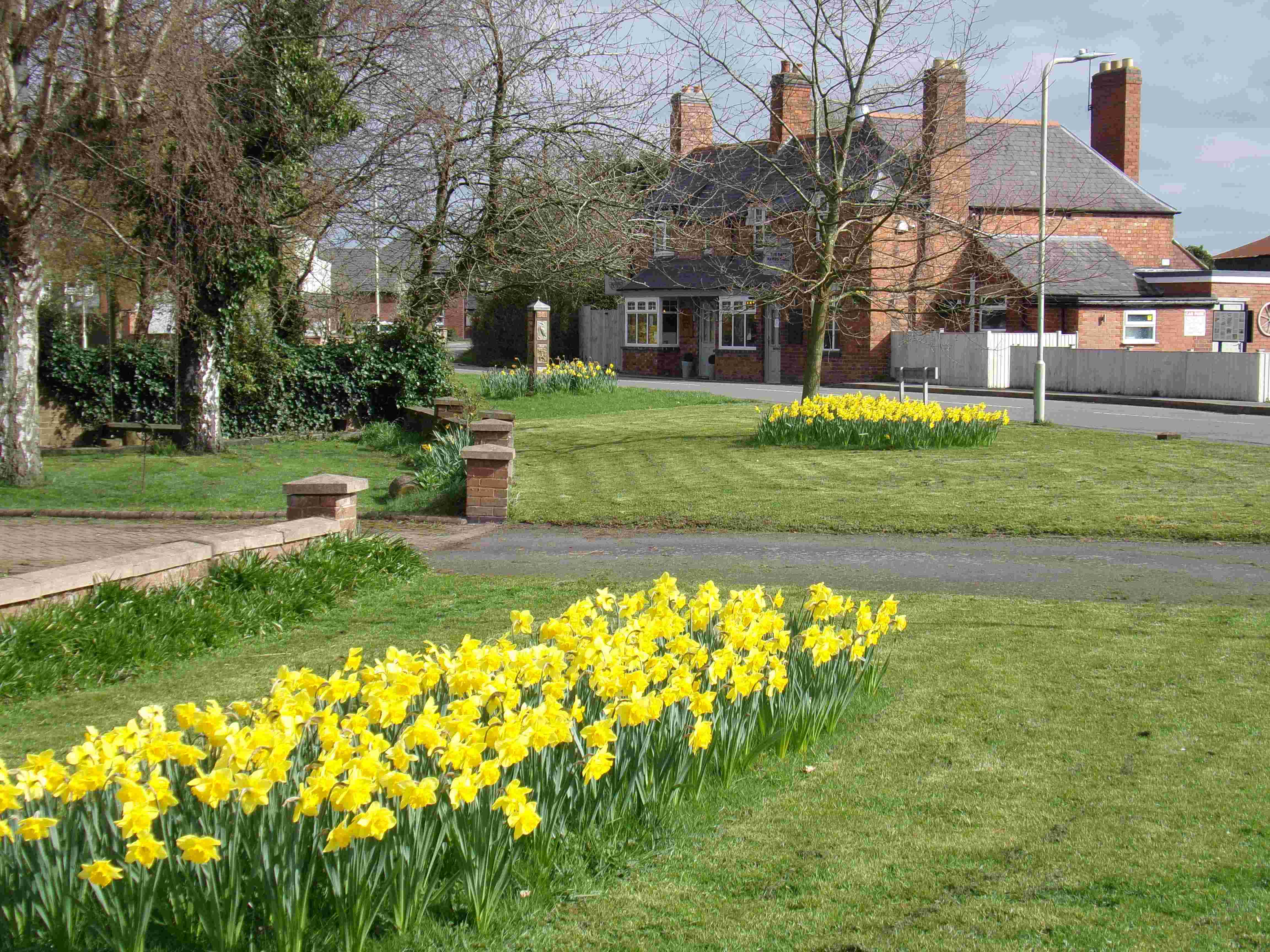 Carlton daffodils at Carlton Gate, April 2023